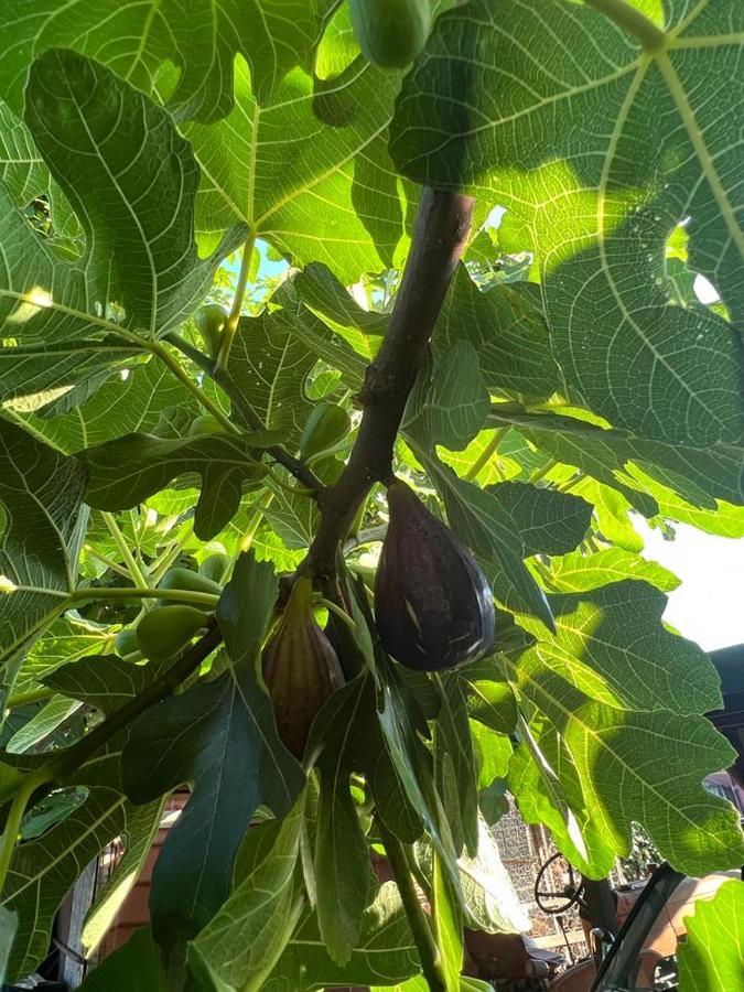 Agriturismo Il Giardino Degli Olivi Appartamenti Castiglione della Pescaia Ngoại thất bức ảnh