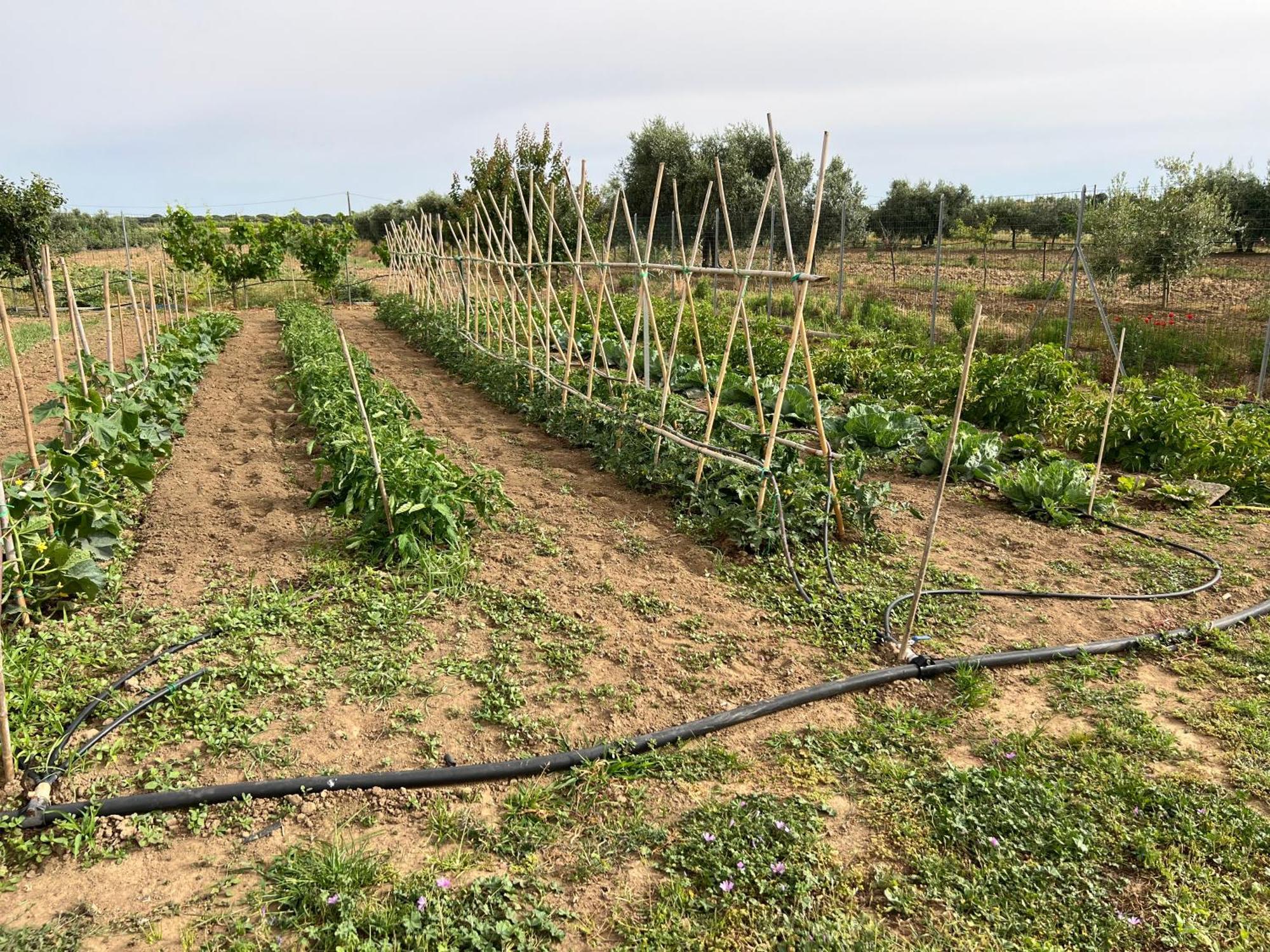 Agriturismo Il Giardino Degli Olivi Appartamenti Castiglione della Pescaia Ngoại thất bức ảnh