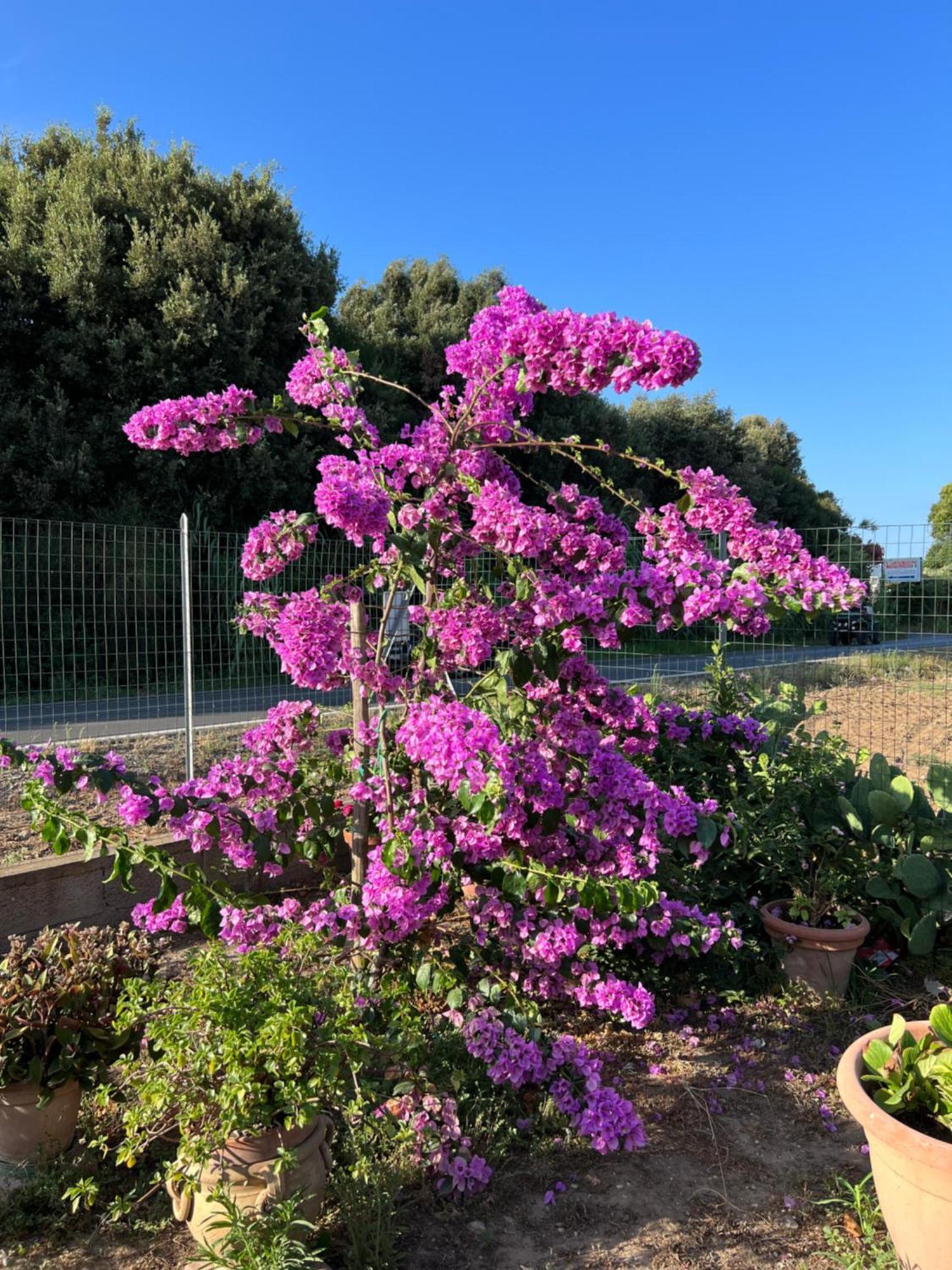 Agriturismo Il Giardino Degli Olivi Appartamenti Castiglione della Pescaia Ngoại thất bức ảnh